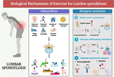 Clinical effects and biological mechanisms of exercise on lumbar disc herniation